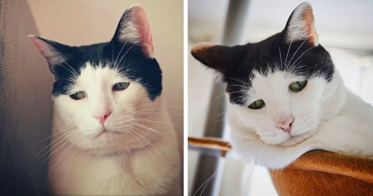 Gato conquistado internet carita llena tristeza