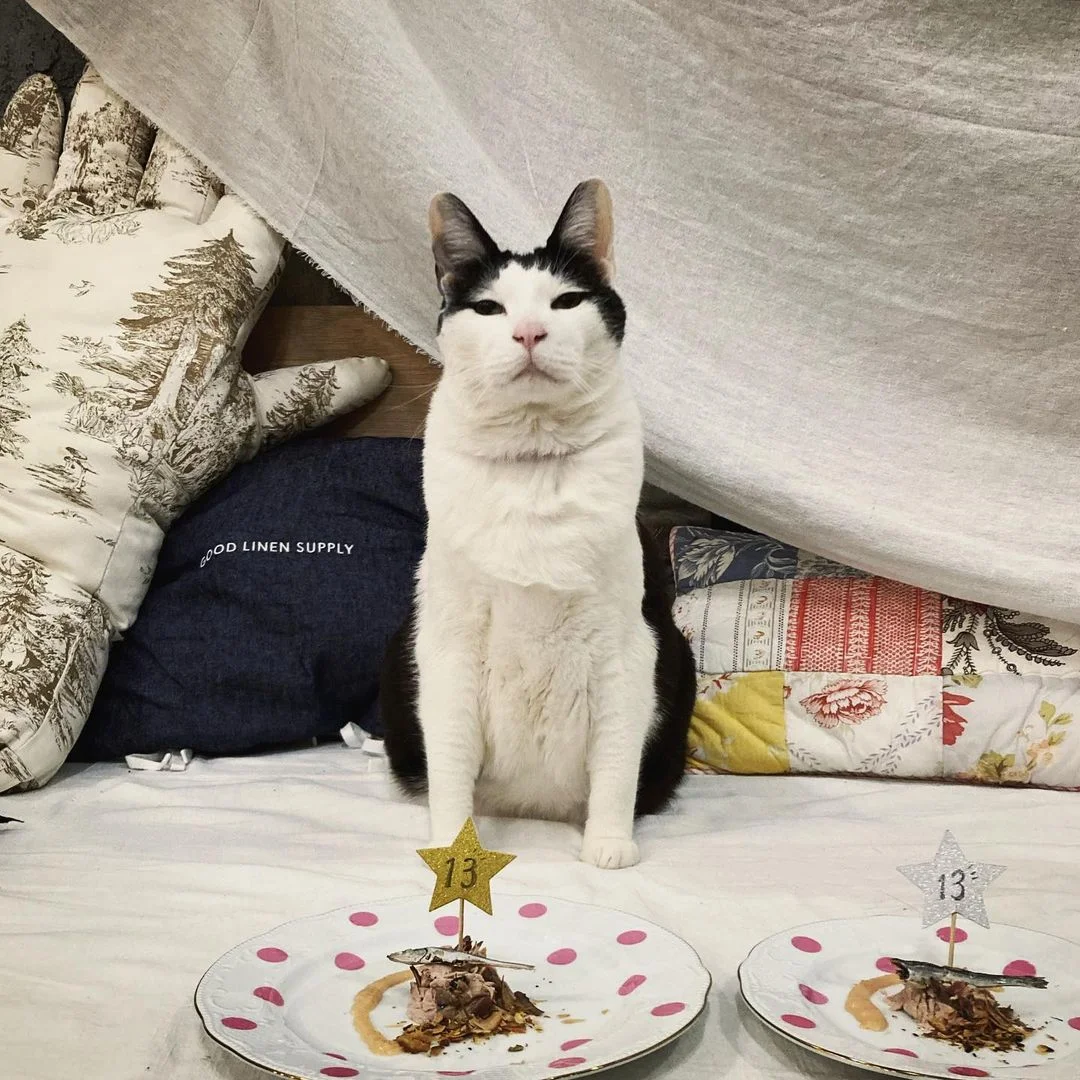 Gato de 13 años