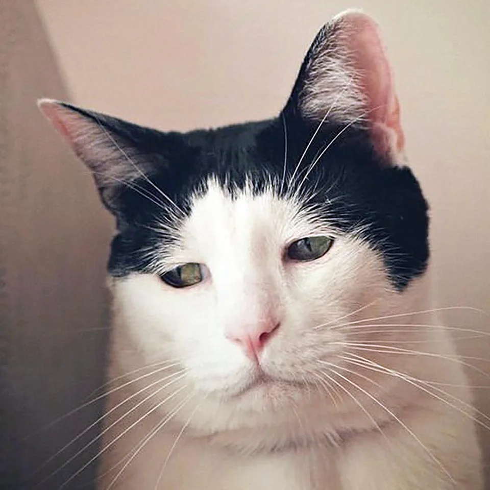 Gato de cara melancólica
