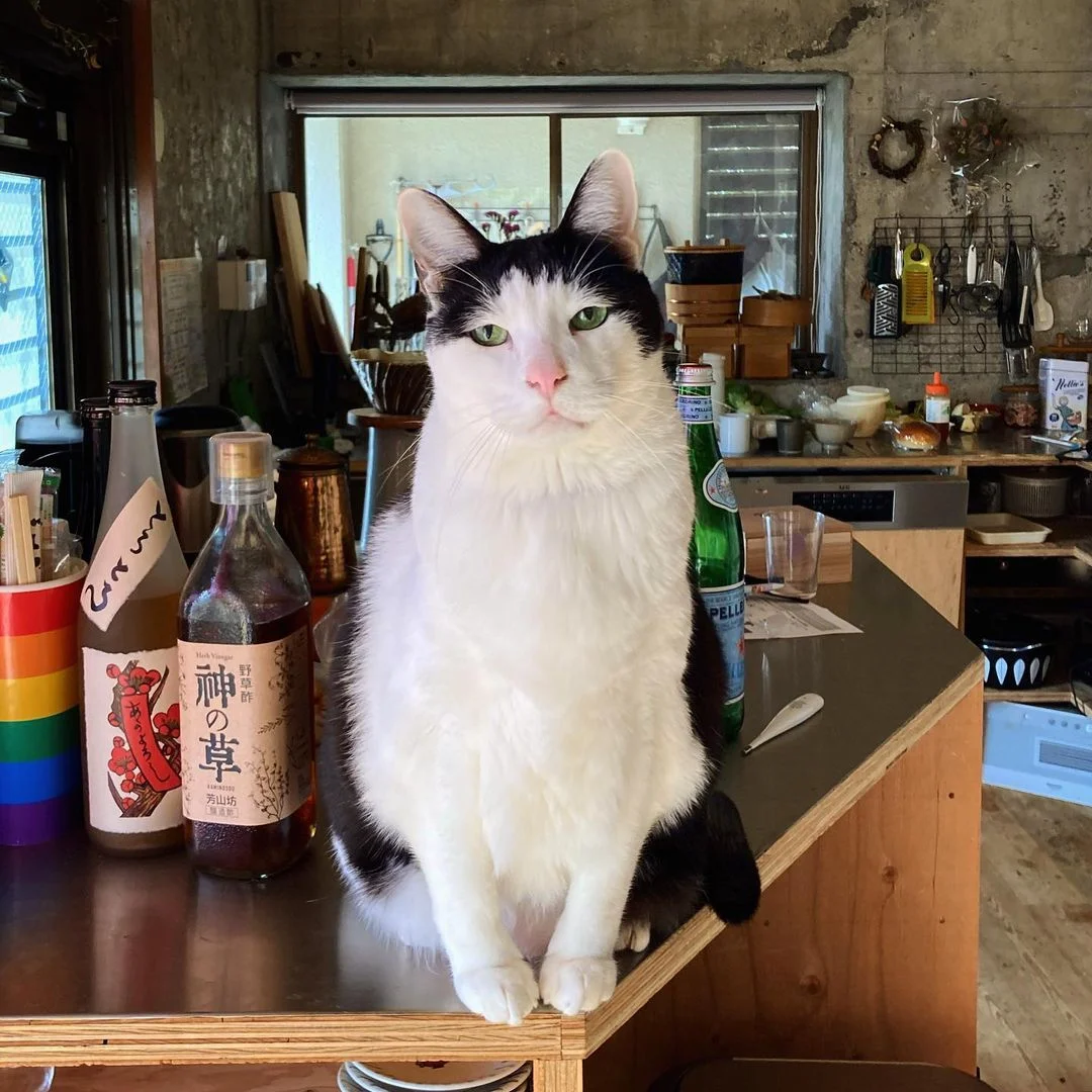 Gato de cara triste