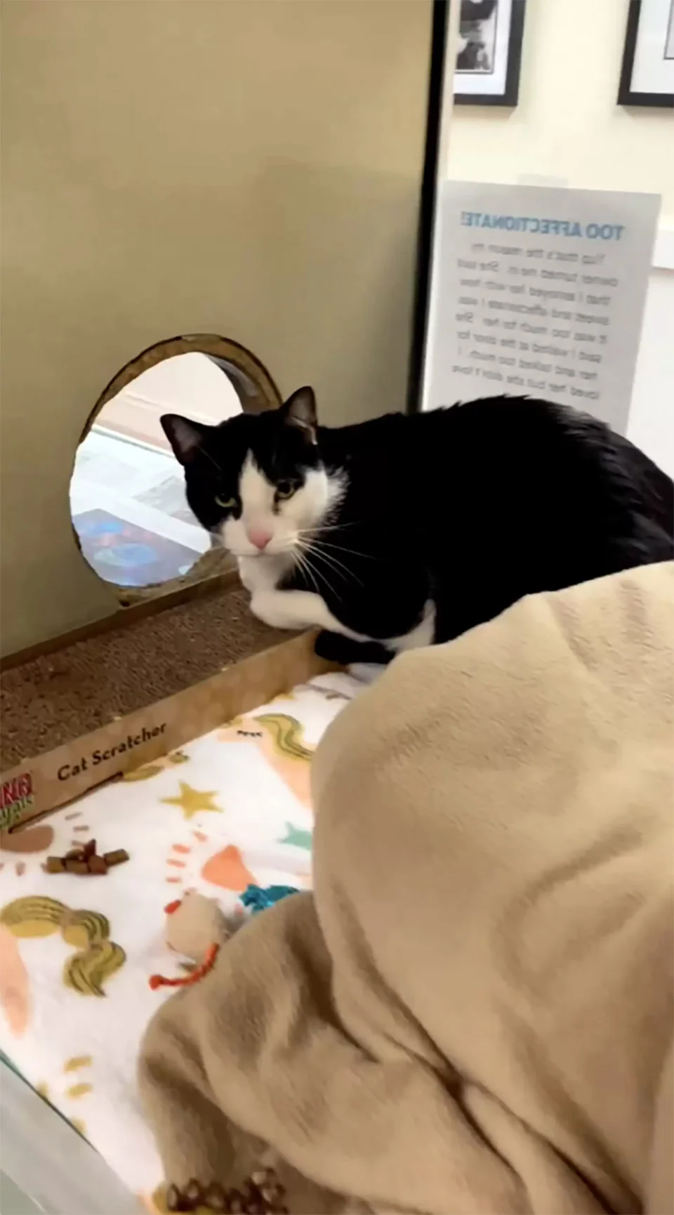 Gato fue entregado al refugio por ser 'demasiado cariñoso' 1 Gato entregado al refugio por ser demasiado cariñoso