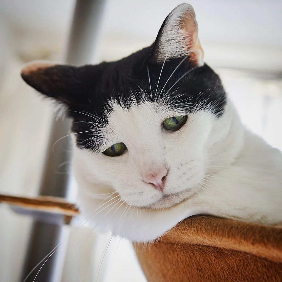 Gato famoso por sus expresiones