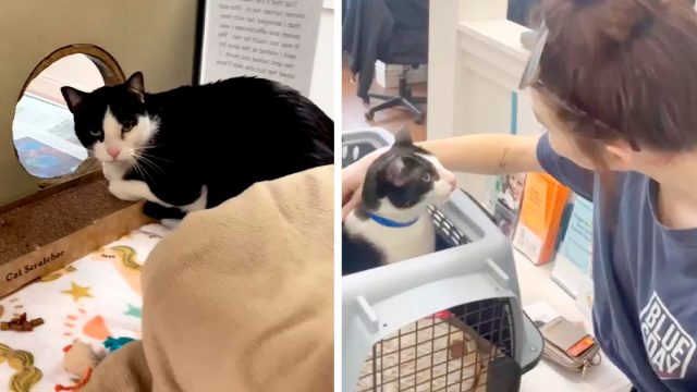 Gato fue entregado al refugio por ser 'demasiado cariñoso'
