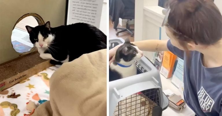 Gato fue entregado al refugio por ser ‘demasiado cariñoso’