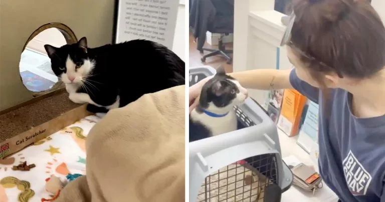 Gato fue entregado al refugio por ser 'demasiado cariñoso'