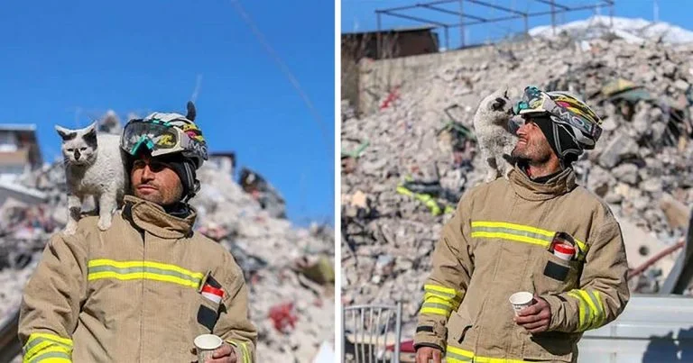 Gato rescatado del terremoto en Turquía no se separa del rescatista