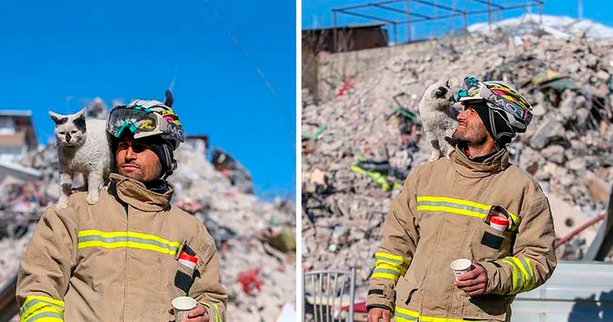 Gato rescatado del terremoto en Turquía no se separa del rescatista
