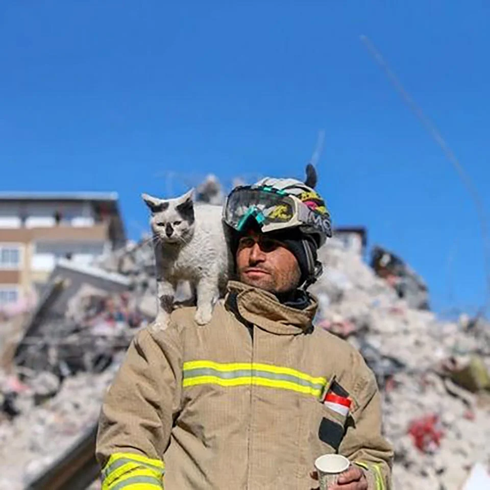Gato rescatado del terremoto en Turquía no se separa del rescatista 1 Gato rescatado por bombero en Turquía