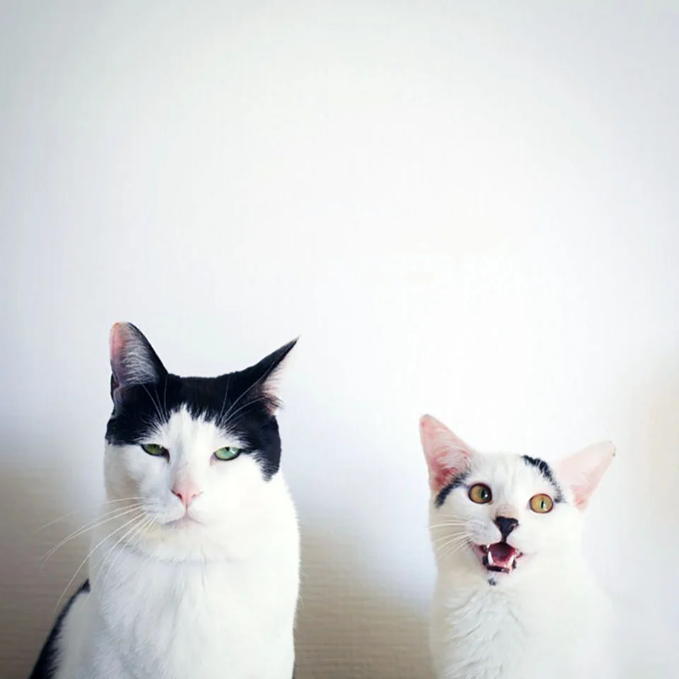 Gato y su hermano