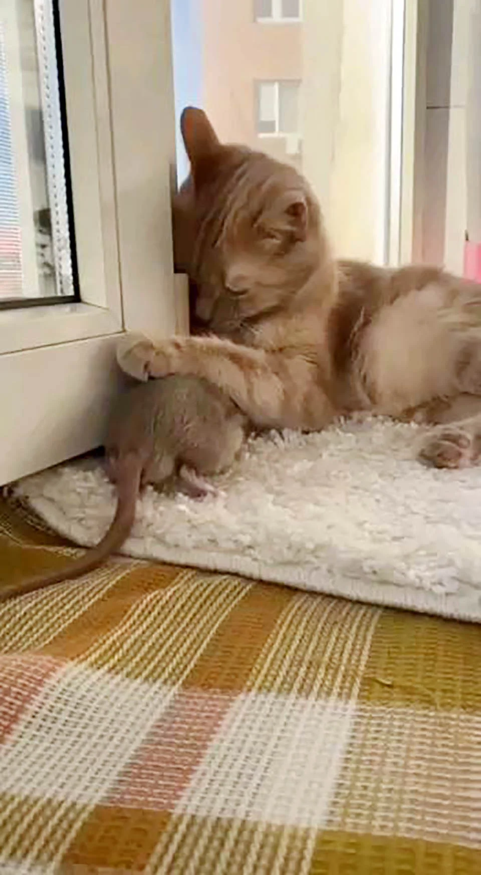 Una gata y una rata han formado un vínculo único 3 Gato y su mejor amigo