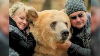 Pareja adopta oso abandonado