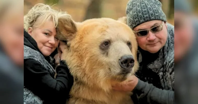 Pareja adopta oso abandonado
