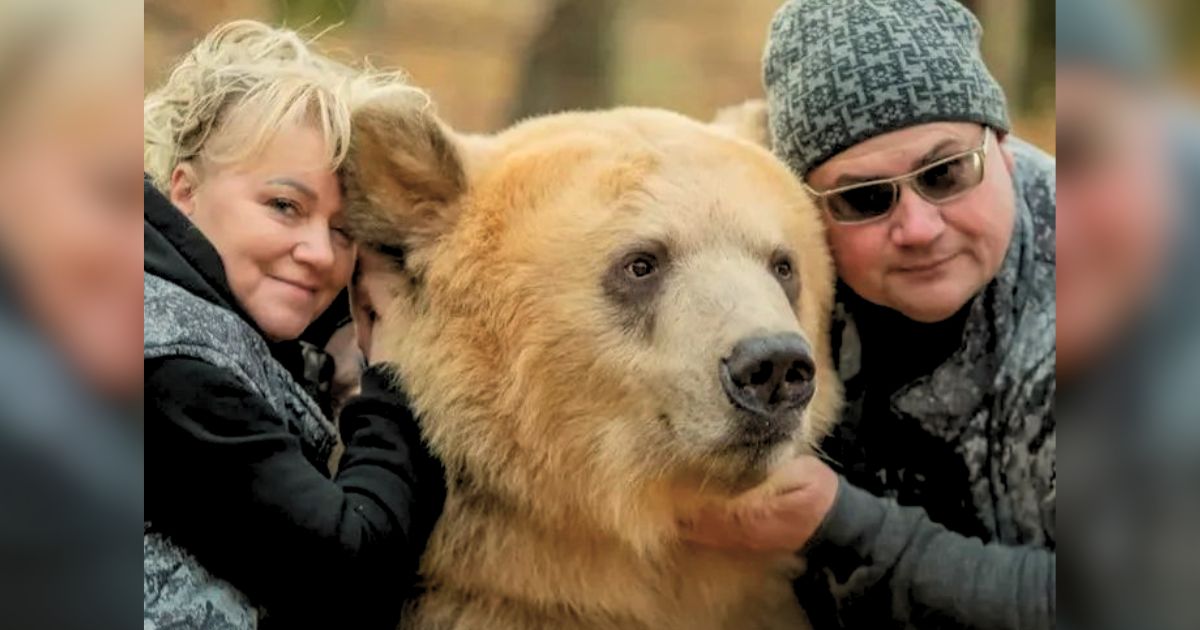 Pareja adopta a un oso abandonado de cachorro y viven felices juntos 6 Pareja adopta oso abandonado