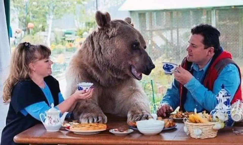 Pareja adopta a un oso abandonado de cachorro y viven felices juntos 1 Pareja y oso abandonado rescatado