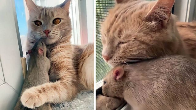 Un gato y una rata han formado un vínculo único