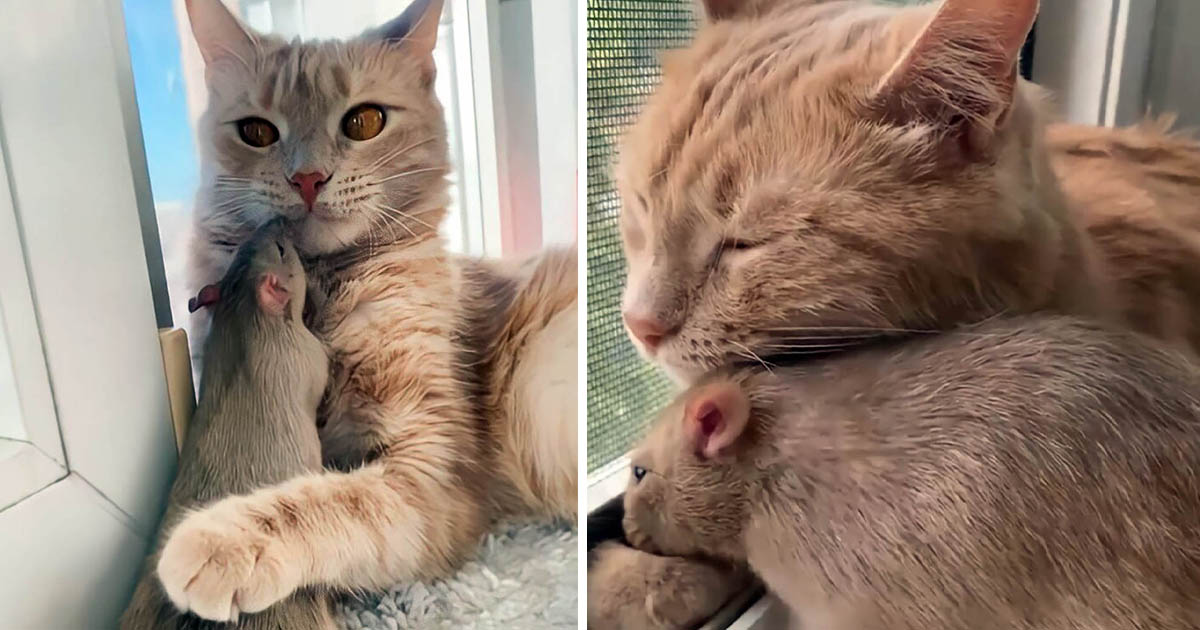 Una gata y una rata han formado un vínculo único 8 Un gato y una rata han formado un vínculo único