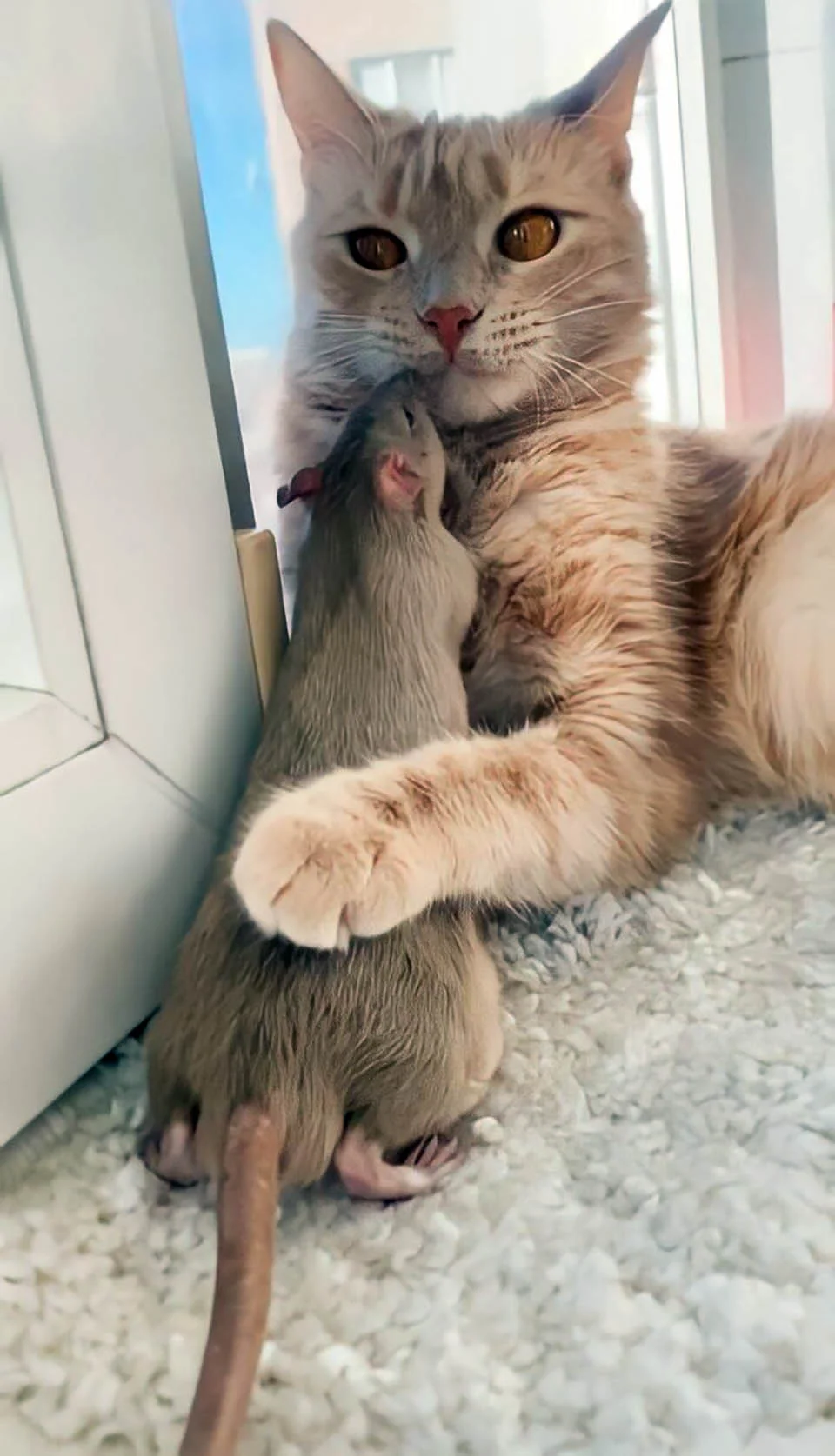 Una gata y una rata han formado un vínculo único 1 Un gato y una ratason los mejores amigos