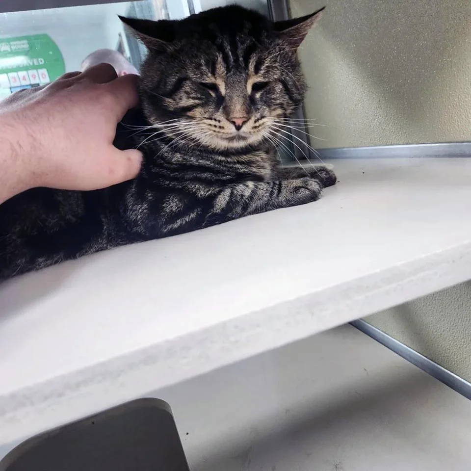 Gatito en su nuevo hogar