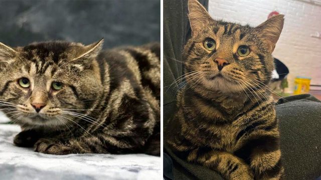 Gato triste de un refugio está irreconocible en su nuevo hogar