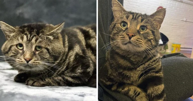 Gato triste de un refugio está irreconocible en su nuevo hogar