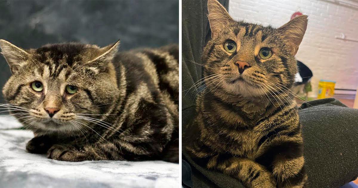Gato triste de un refugio luce irreconocible en su nuevo hogar 6 Gato triste de un refugio está irreconocible en su nuevo hogar