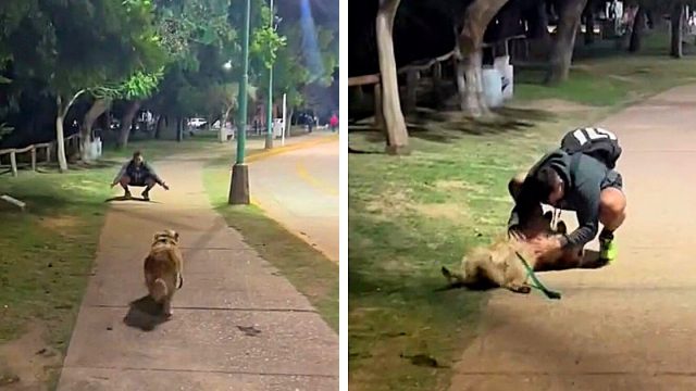 Mujer encuentra ex parque perrita no supera