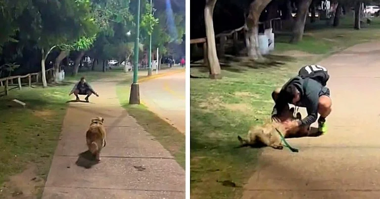Mujer encuentra ex parque perrita no supera