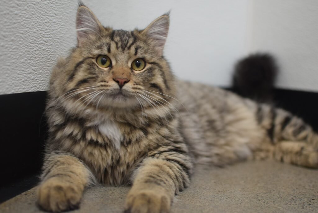 Gato del refugio toma la mano de un visitante en duelo y encuentra un hogar para siempre 8 Allan el gato