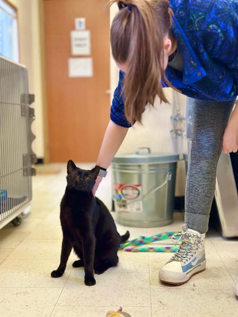 Ravi, el gato que amaba demasiado: abandonado por ser demasiado cariñoso 3 Gatito abandonado por querer mucho