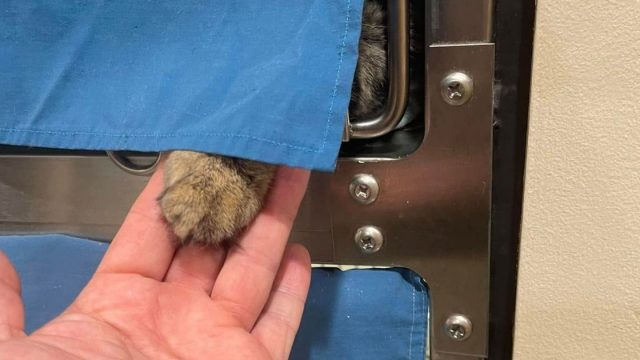 Gato de un refugio toma mano hombre