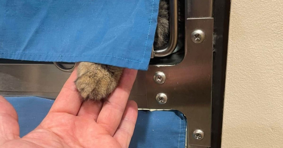 Gato de un refugio toma mano hombre