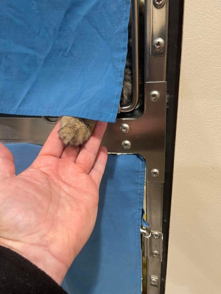 Gato del refugio toma la mano de un visitante en duelo y encuentra un hogar para siempre 4 Gato en el refugio