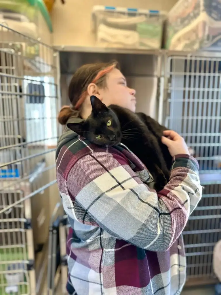 Ravi, el gato que amaba demasiado: abandonado por ser demasiado cariñoso 2 Gato muy amoroso