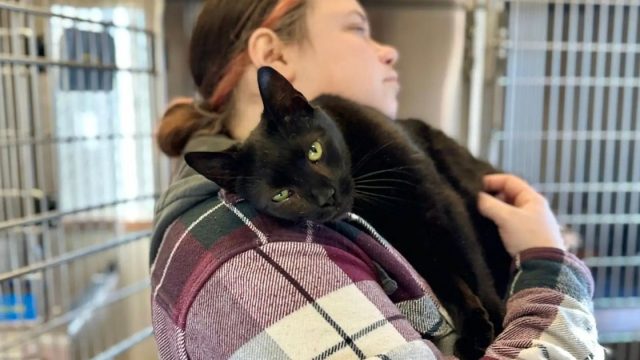 Gato que amaba demasiado es abandonado
