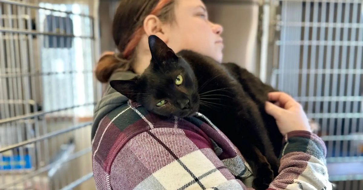 Gato que amaba demasiado es abandonado