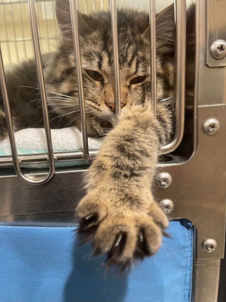 Gato del refugio toma la mano de un visitante en duelo y encuentra un hogar para siempre 5 Pata del gato en el refugio