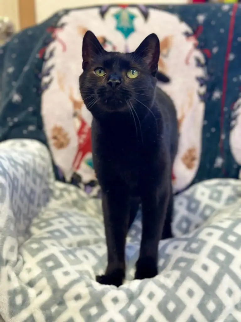 Ravi, el gato que amaba demasiado: abandonado por ser demasiado cariñoso 1 Ravi, el gato que amaba demasiado, pagó el precio más alto por su único 'crimen': amar sin reservas. Abandonado por ser demasiado cariñoso, este gato de 8 años se convirtió en el más solicitado del refugio cuando el mundo conoció su historia.
