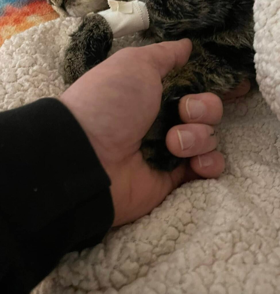 Gato del refugio toma la mano de un visitante en duelo y encuentra un hogar para siempre 2 Sticky