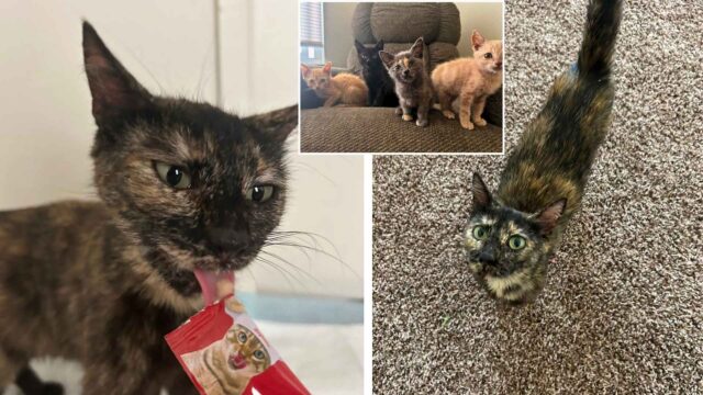 Foto dividida de gata con sus gatitos