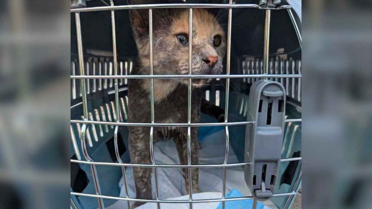 Entre los muebles de una mudanza en Quebec dejaron a una gatita que aún respiraba 1 Gata en un guacal