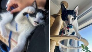 Gato con pelaje negro entre la nariz y la boca que lo hace parecer que llevara bigote