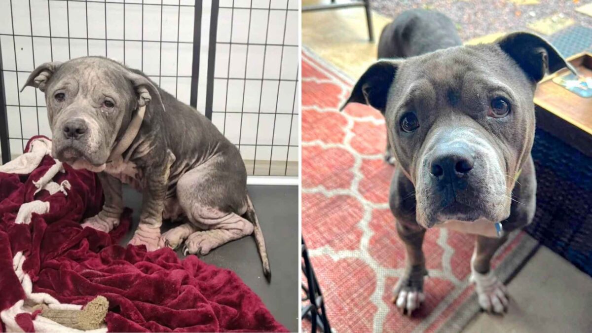 Zarah sanó por completo en su nuevo hogar en San Luis, pero ahora tiene que volver a buscar uno donde quedarse 1 Dos fotos comparativas de un pitbul con problemas de piel antes y después de su recuperación