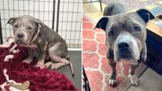 Dos fotos comparativas de un pitbul con problemas de piel antes y después de su recuperación