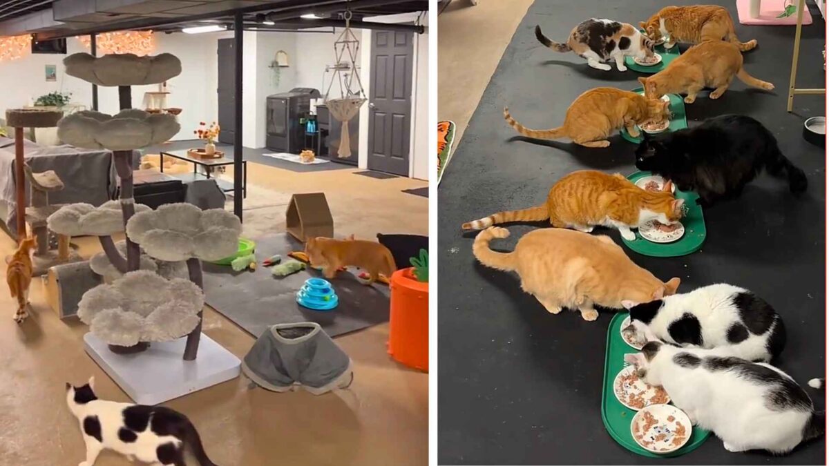La enfermera que gastó 17,000 dólares para convertir su sótano en un santuario para los gatos que nadie más quería salvar 1 Una mujer gasta 17.000 dolares para convertir su sotano en un santuario para sus gatos discapacitados