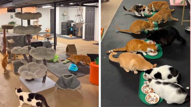 Una mujer gasta 17.000 dolares para convertir su sotano en un santuario para sus gatos discapacitados