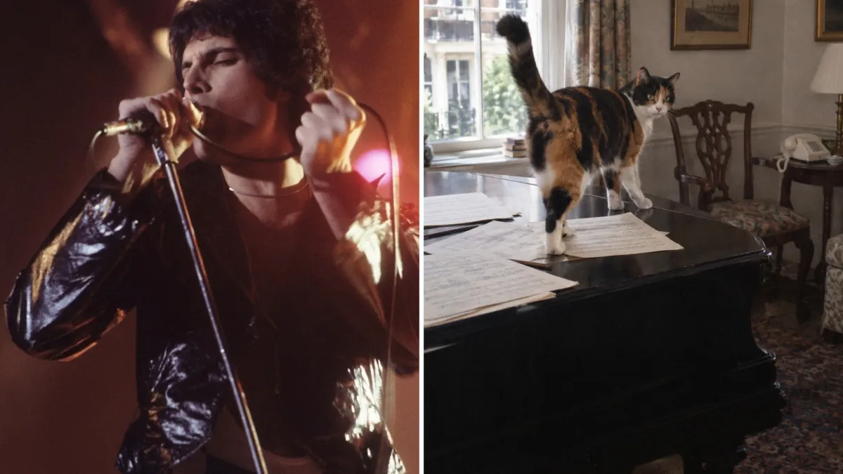 Freddie Mercury le declaró su amor a una gata en una canción de Queen y la acusó de orinar sus muebles 1 Freddie Mercury le declaró su amor a una gata en una canción de Queen y la acusó de orinar sus muebles