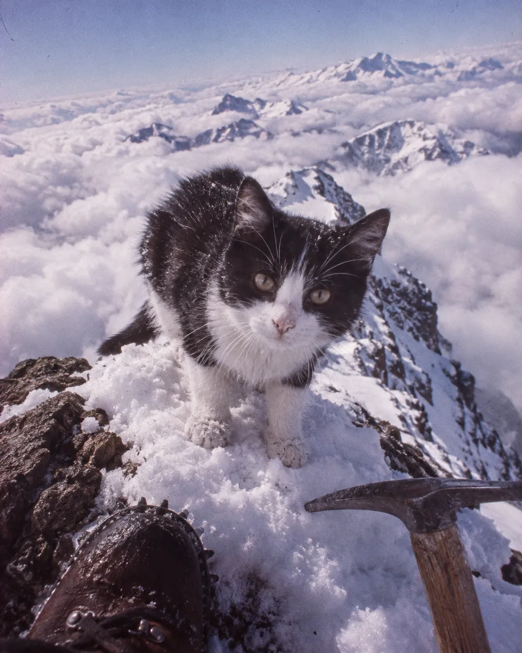 En 1950, un gatito salió detrás de los alpinistas del Cervino y siguió subiendo solo 4 Imagen de tonos desvaídos, como de diapositiva antigua, tomada desde lo alto de una cumbre alpina: un gato joven blanco y negro pisa la última loma nevada de la cresta, justo frente a la cámara