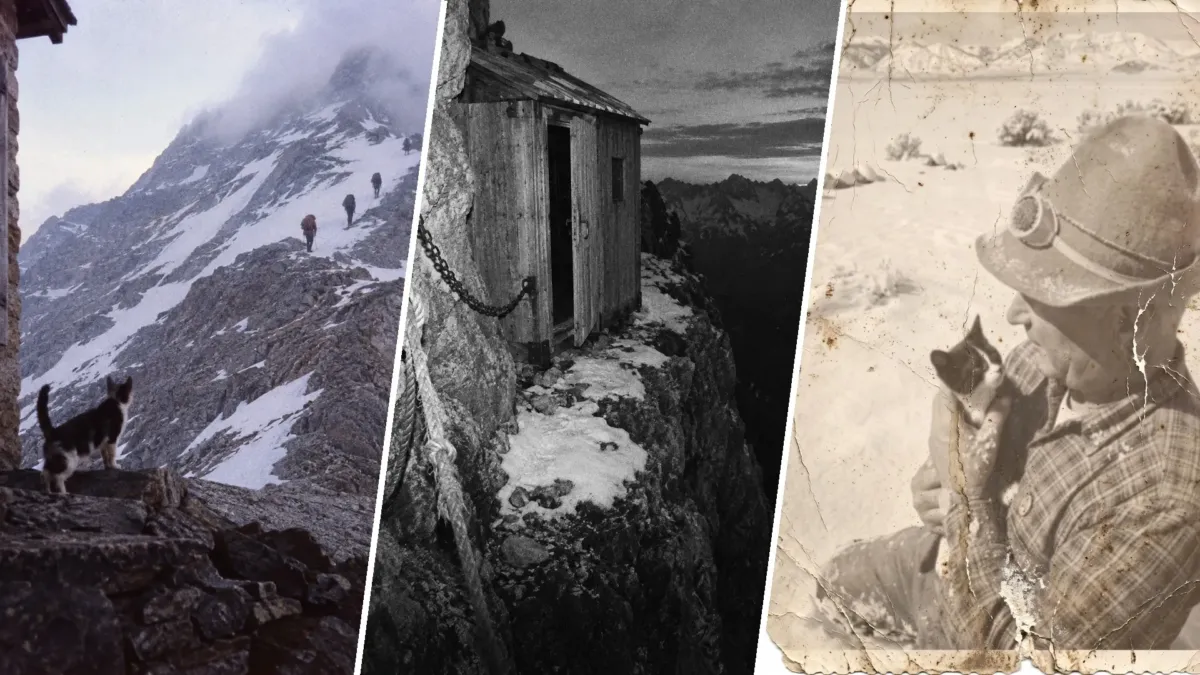 En 1950, un gatito salió detrás de los alpinistas del Cervino y siguió subiendo solo 1 En 1950, un gatito salió detrás de los alpinistas del Cervino y siguió subiendo solo