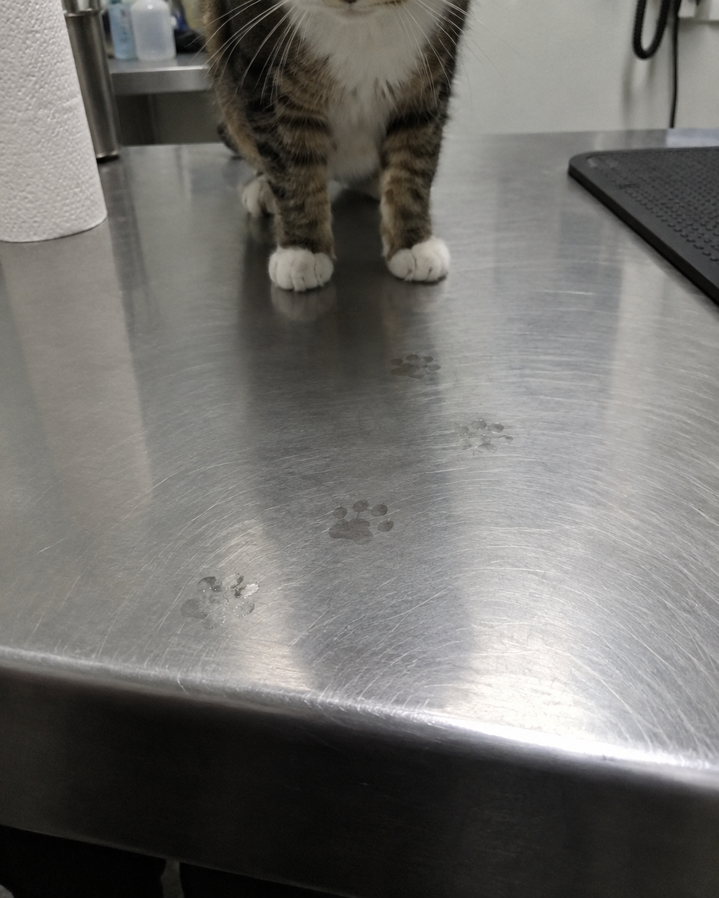Tu gato se tumba al sol a 35 °C: no está aguantando el calor, está cómodo 3 Huellas tenues y húmedas de patas de gato sobre una mesa de exploración veterinaria de acero inoxidable; al fondo, desenfocados, las patas delanteras y el pecho de un gato doméstico.