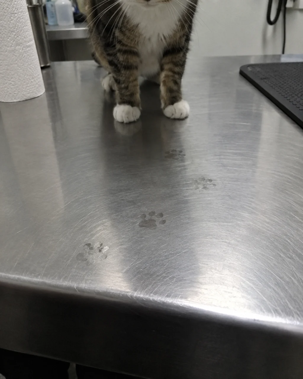 Huellas tenues y húmedas de patas de gato sobre una mesa de exploración veterinaria de acero inoxidable; al fondo, desenfocados, las patas delanteras y el pecho de un gato doméstico.